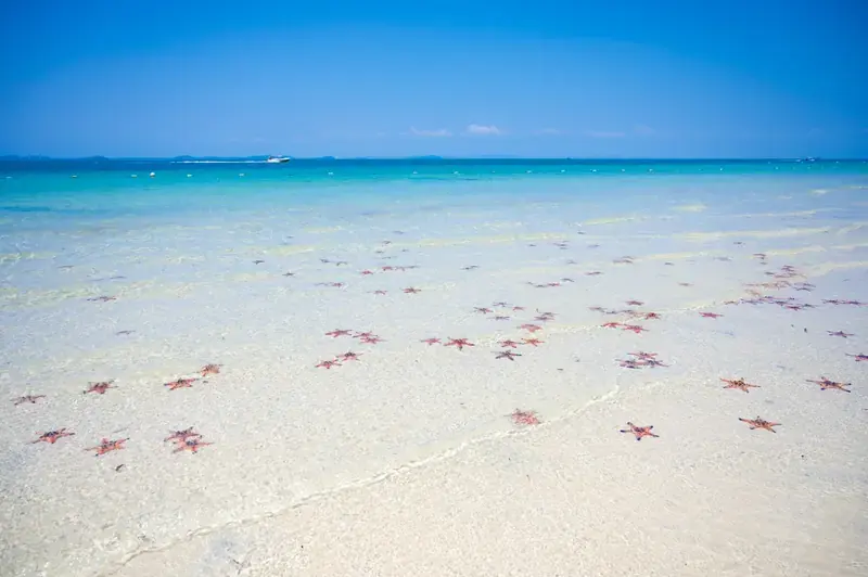 Starfish visible beneath shallow water along a sandy beach at Rach Vem